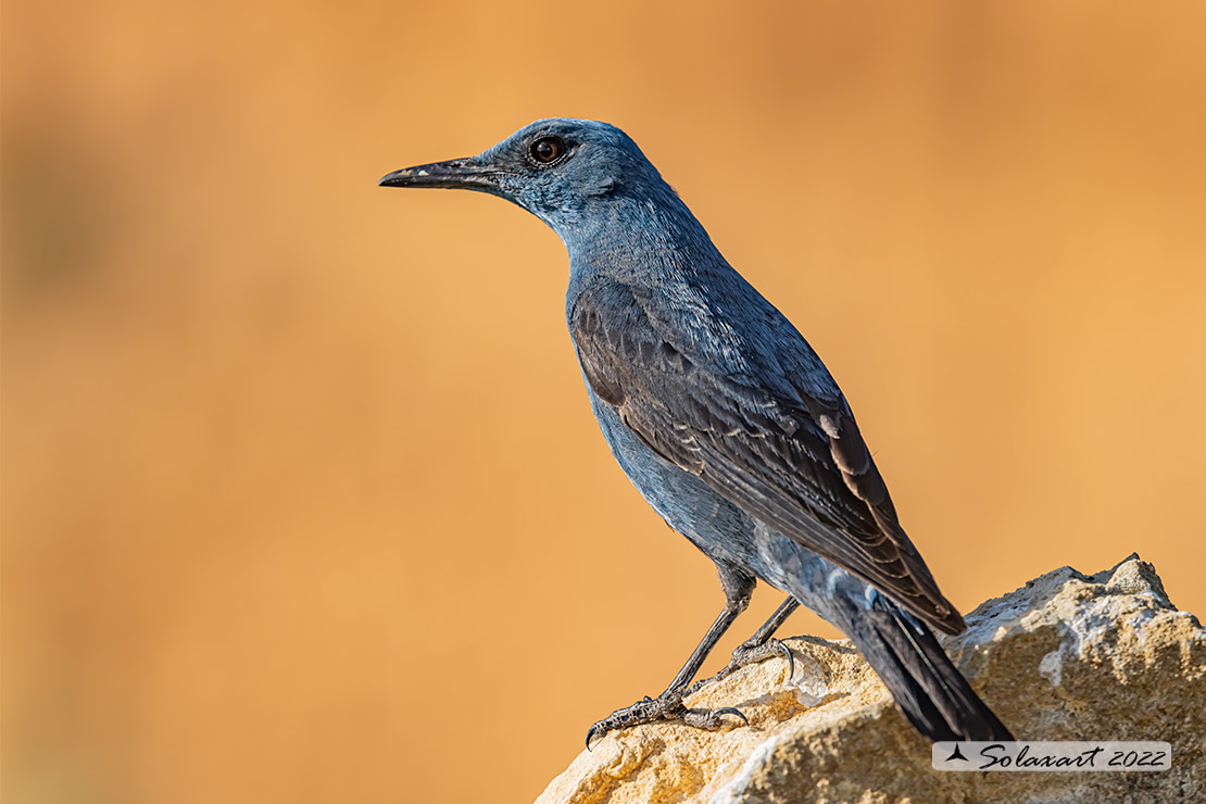 Monticola solitarius:  Passero solitario (maschio) ;  Blue rock thrush (male)