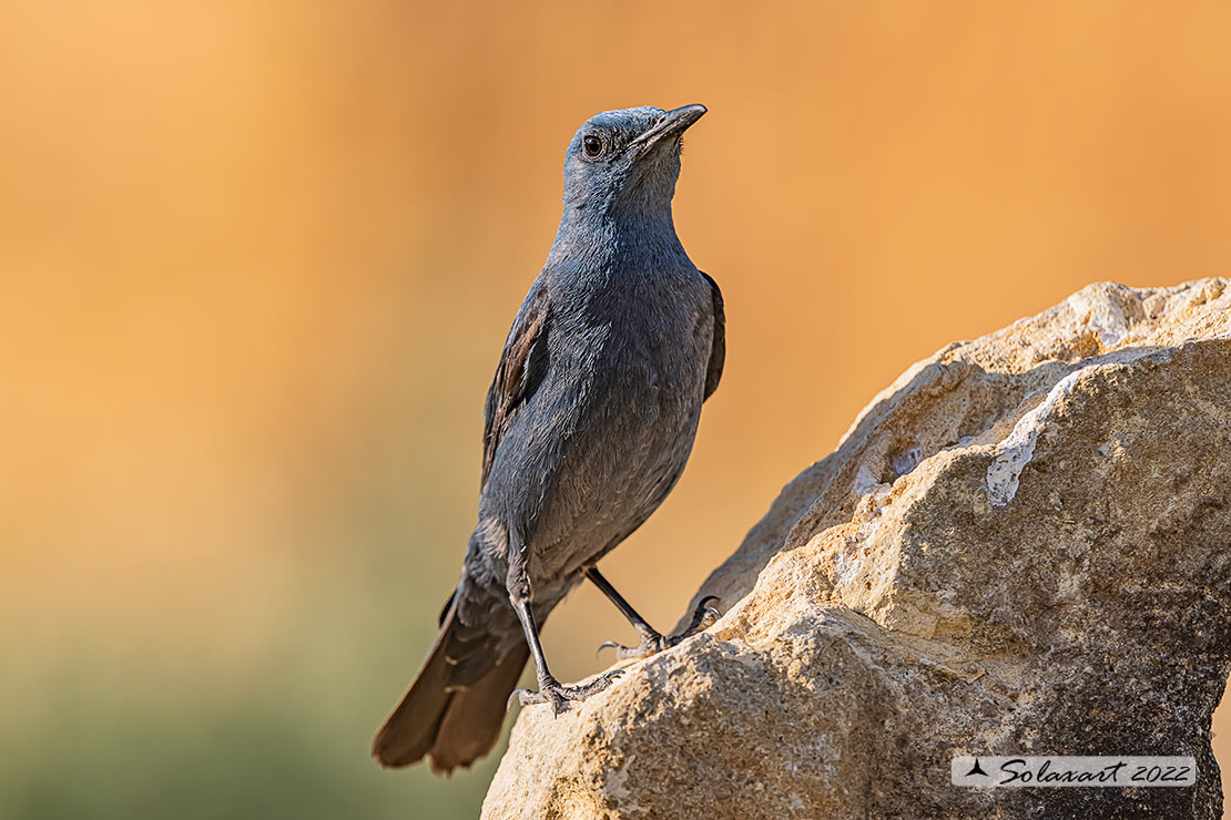 Monticola solitarius:  Passero solitario (maschio) ;  Blue rock thrush (male)