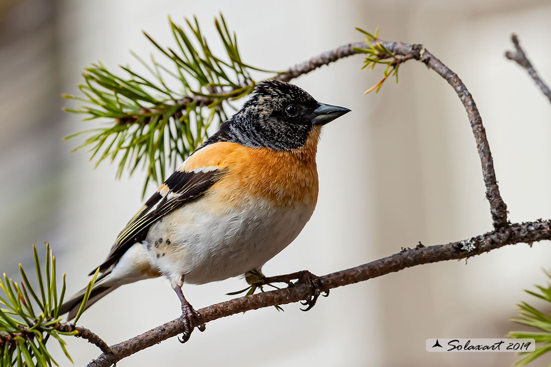 Fringilla montifringilla - Peppola - Brambling