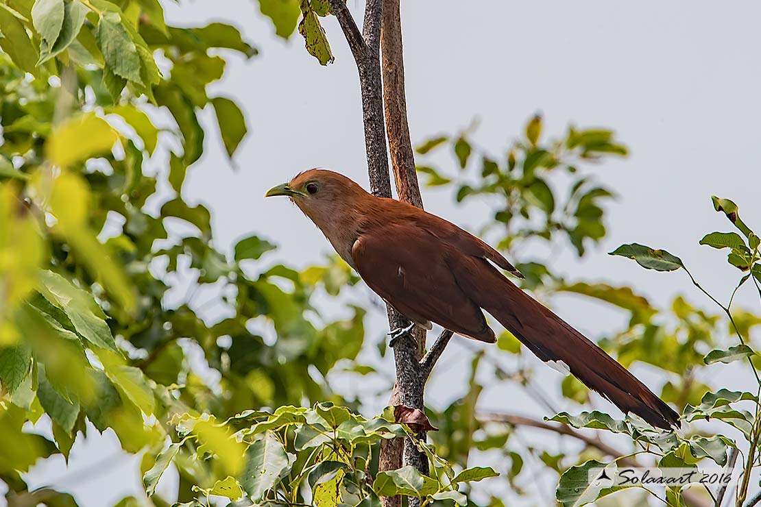 Piaya cayana:  Squirrel cuckoo
