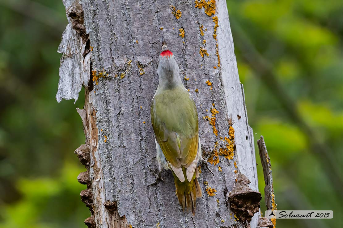 Picus canus :  Picchio cenerino;  Grey-headed Woodpecker