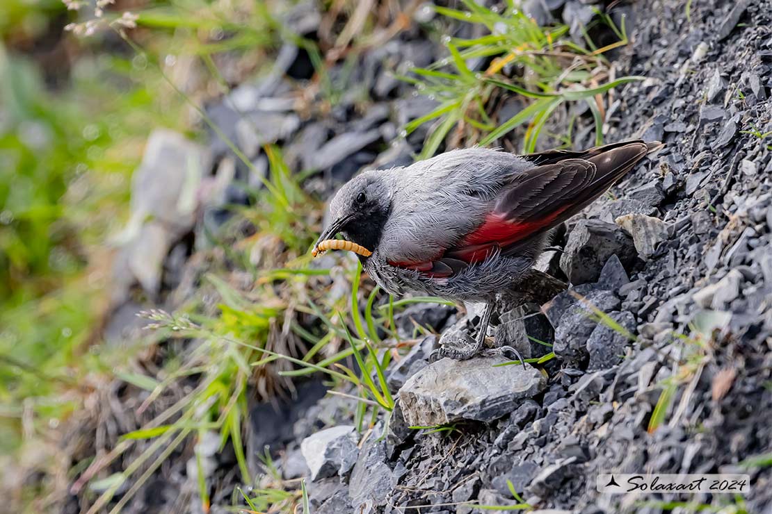 Tichodroma muraria - Picchio muraiolo - Wallcreeper