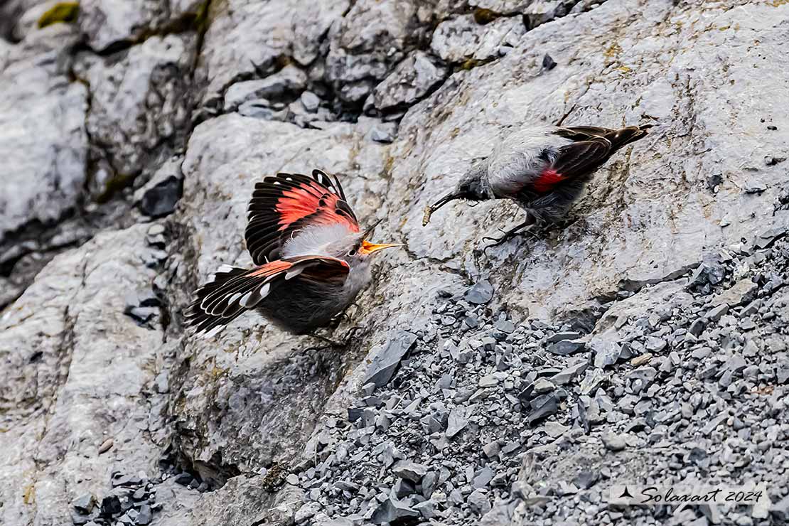 Tichodroma muraria - Picchio muraiolo - Wallcreeper