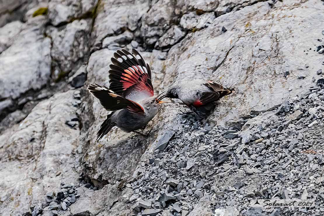 Tichodroma muraria - Picchio muraiolo - Wallcreeper