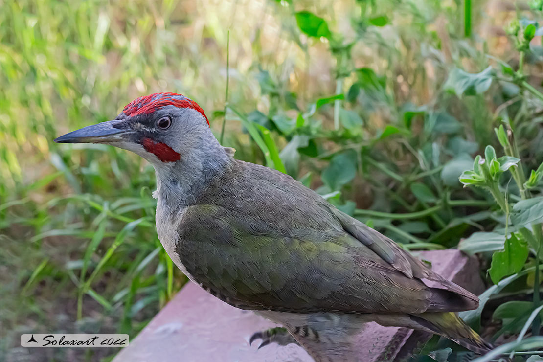 Picus sharpei :  Picchio verde iberico;  Iberian Green Woodpecker