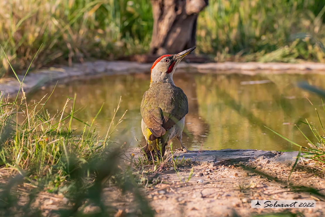 Picus sharpei :  Picchio verde iberico;  Iberian Green Woodpecker