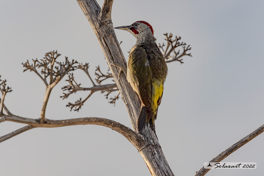 Picus sharpei :  Picchio verde iberico;  Iberian Green Woodpecker