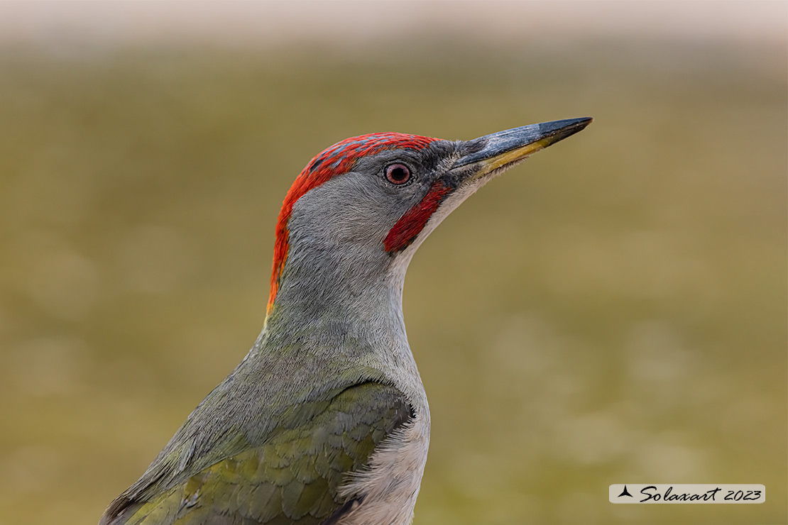 Picus sharpei :  Picchio verde iberico;  Iberian Green Woodpecker