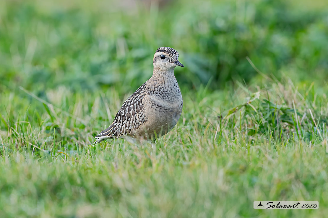 Charadrius morinellus - Piviere tortolino - Eurasian dotterel