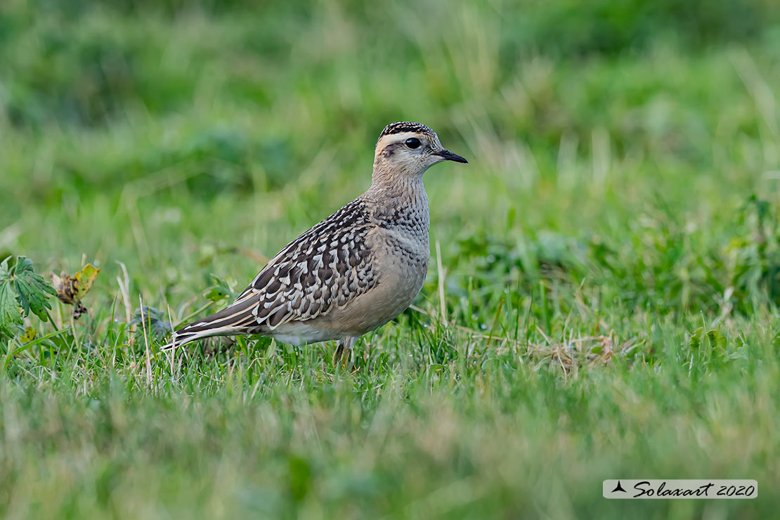 Charadrius morinellus - Piviere tortolino - Eurasian dotterel