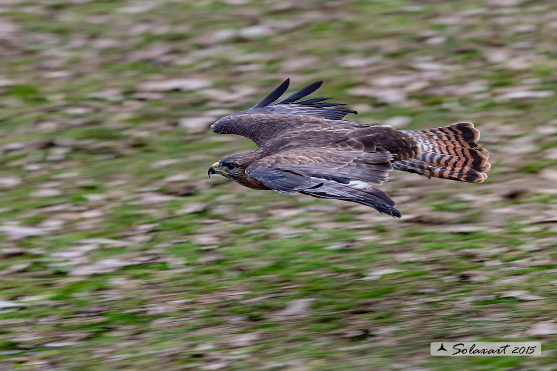 Buteo buteo - Poiana - Common Buzzard