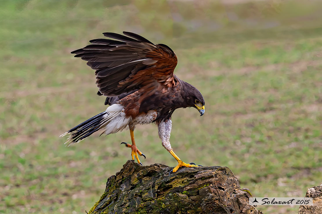 Parabuteo unicinctus: Poiana di Harris - Harris's hawk