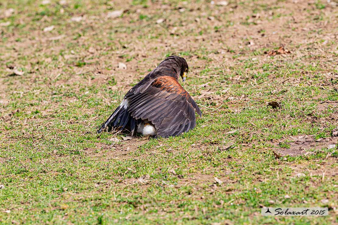 Parabuteo unicinctus: Poiana di Harris - Harris's hawk