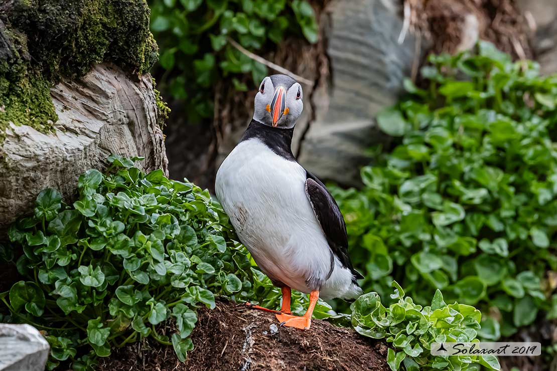 Fratercula arctica: Pulcinella di mare; Atlantic Puffin