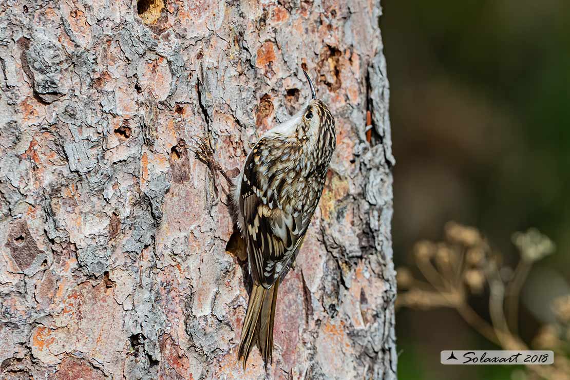 Rampichino alpestre (Certhia familiaris) - famiglia Certhiidae