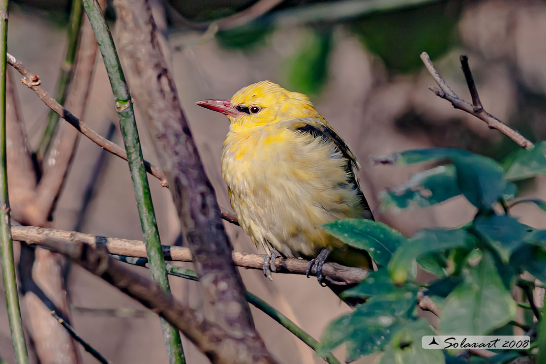 Oriolus oriolus : Rigogolo ; Eurasian Golden Oriole