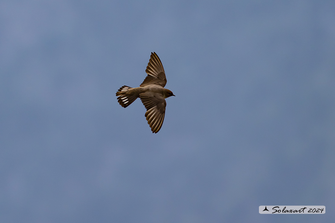 Ptyonoprogne rupestris; Rondine montana; Eurasian crag martin