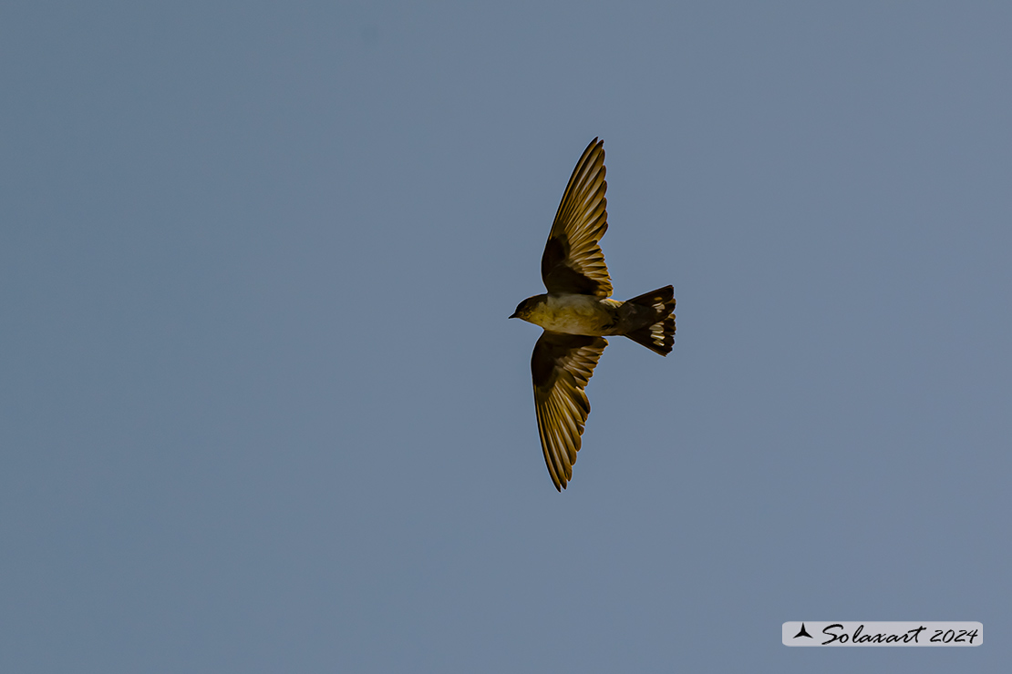 Ptyonoprogne rupestris; Rondine montana; Eurasian crag martin