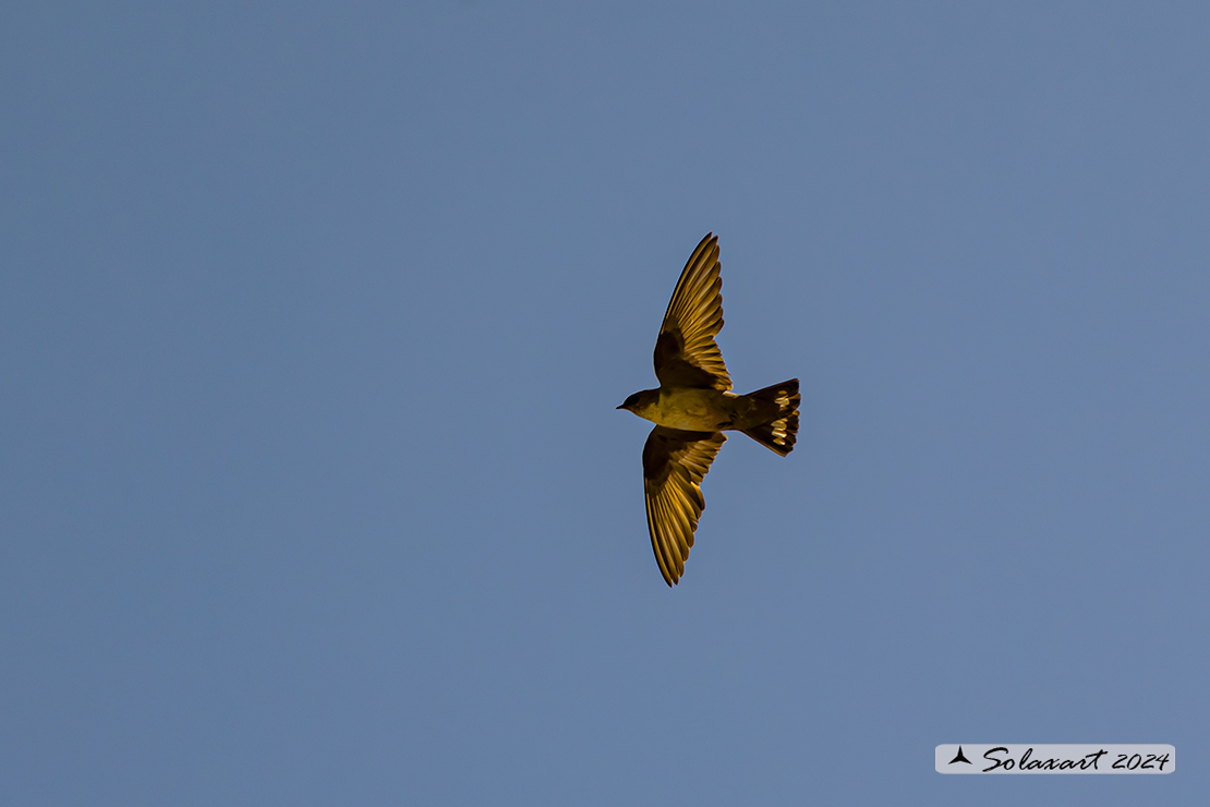 Ptyonoprogne rupestris; Rondine montana; Eurasian crag martin