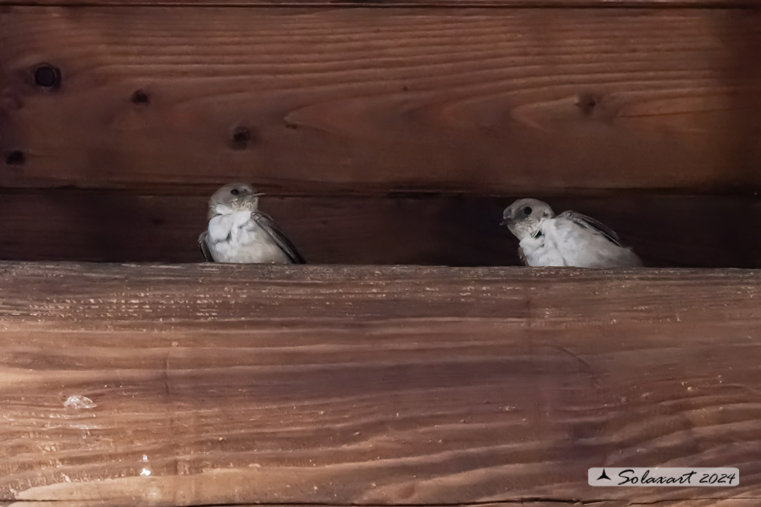 Ptyonoprogne rupestris; Rondine montana; Eurasian crag martin