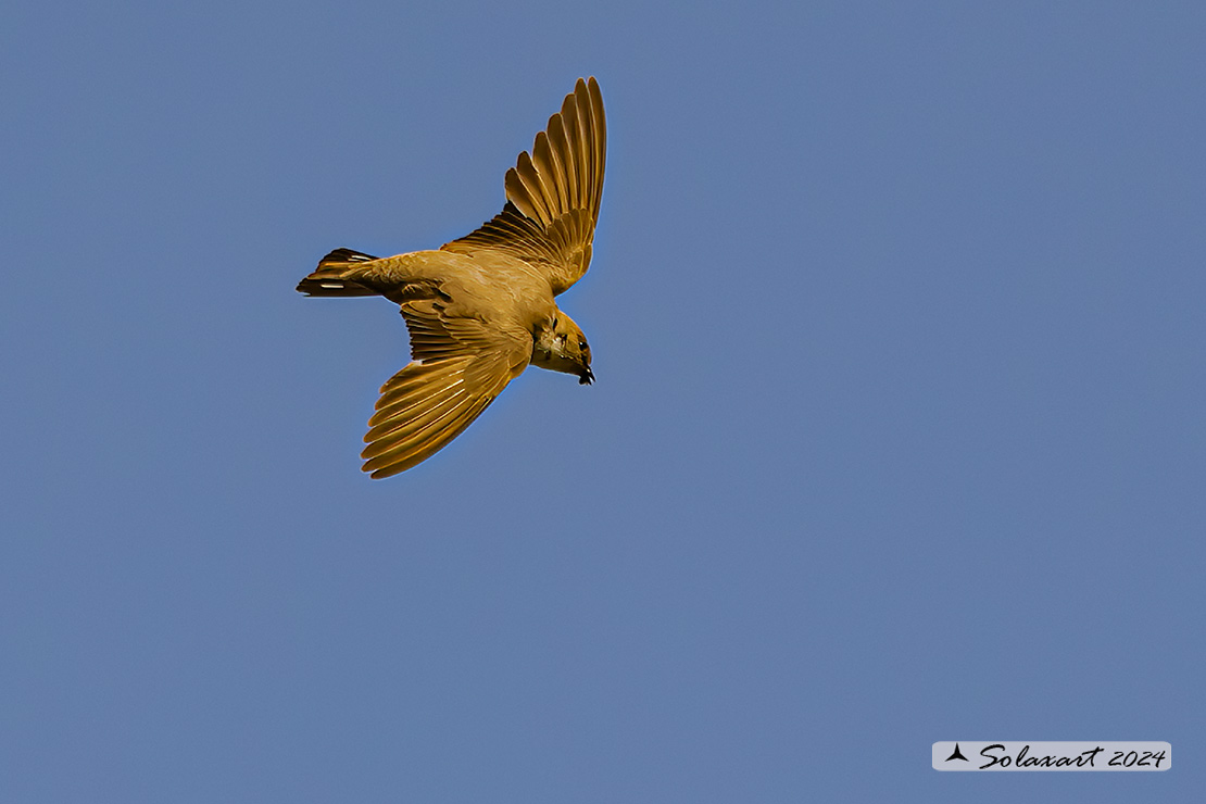 Ptyonoprogne rupestris; Rondine montana; Eurasian crag martin