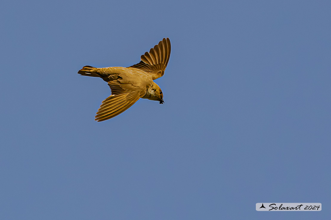 Ptyonoprogne rupestris; Rondine montana; Eurasian crag martin