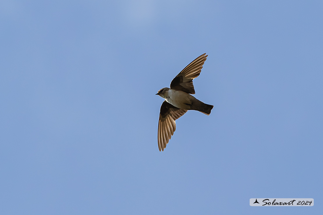 Ptyonoprogne rupestris; Rondine montana; Eurasian crag martin