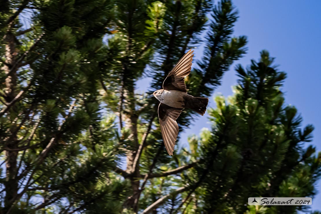 Ptyonoprogne rupestris; Rondine montana; Eurasian crag martin