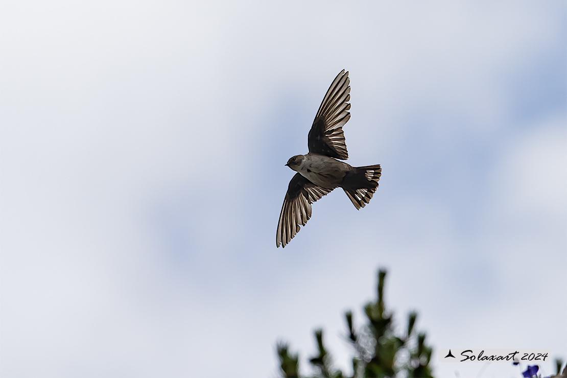 Ptyonoprogne rupestris; Rondine montana; Eurasian crag martin