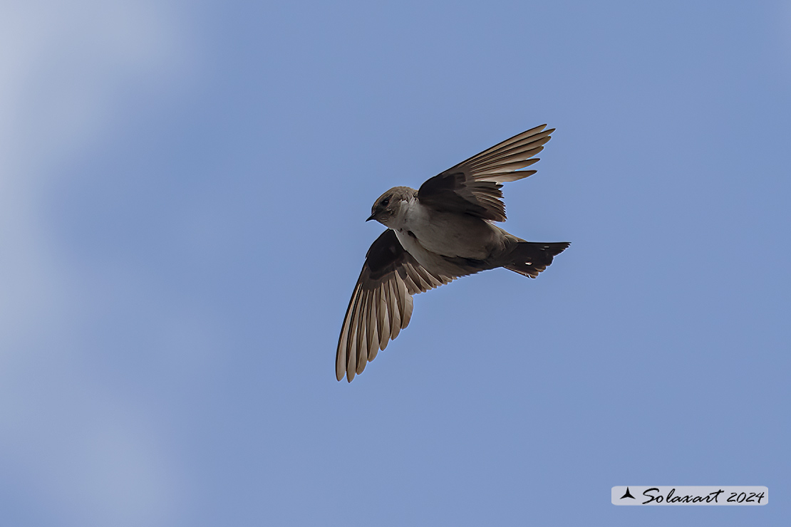 Ptyonoprogne rupestris; Rondine montana; Eurasian crag martin