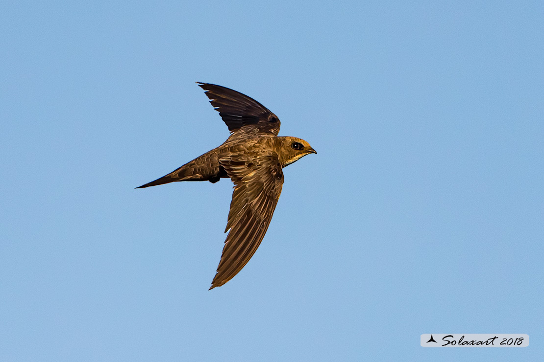 Tachymarptis melba - Rondone maggiore - Alpine swift