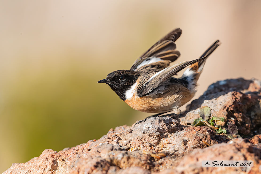 Saxicola torquatus: Saltimpalo; African stonechat