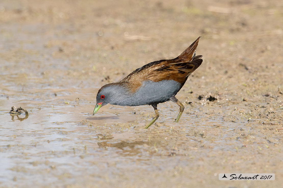 Porzana parva - Schiribilla - Little crake