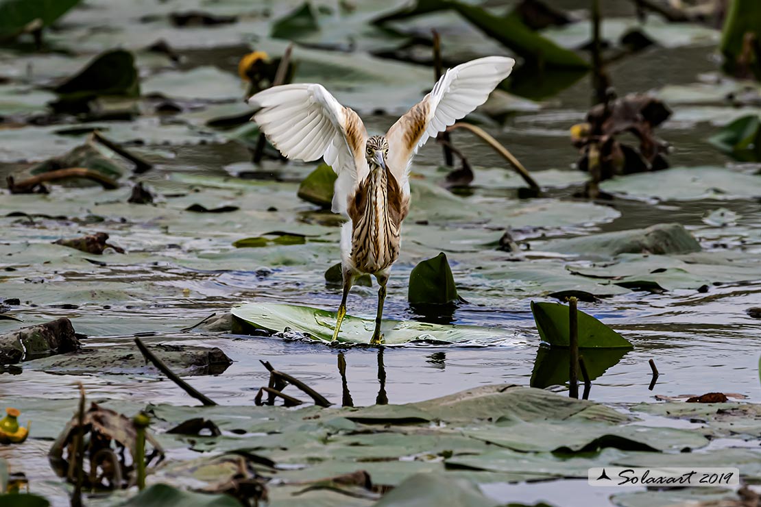 Ardeola ralloides :  Sgarza ciuffetto ;  Squacco Heron