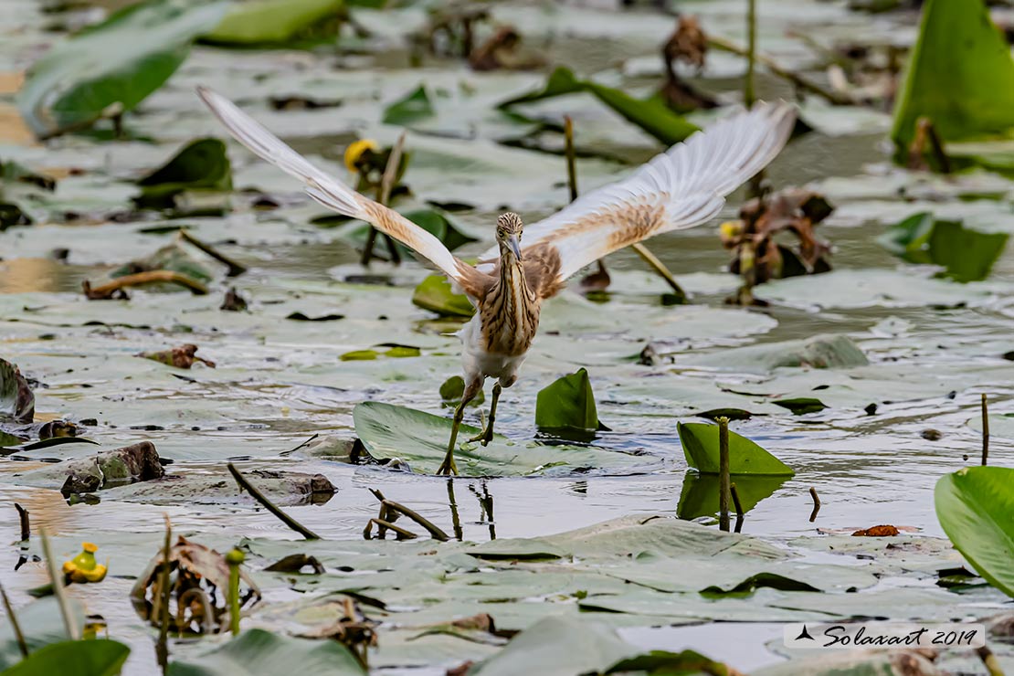 Ardeola ralloides :  Sgarza ciuffetto ;  Squacco Heron