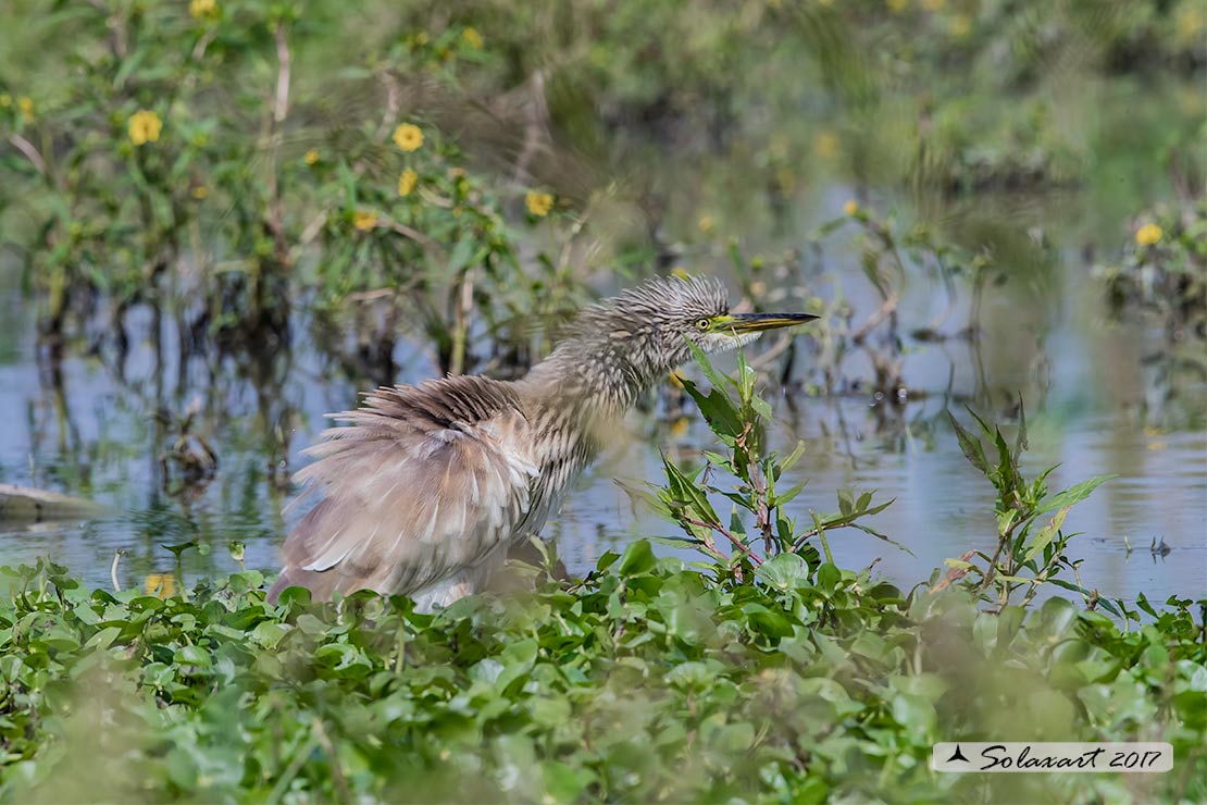 Ardeola ralloides :  Sgarza ciuffetto ;  Squacco Heron