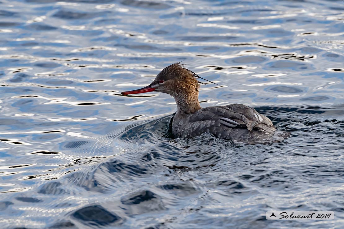 Mergus serrator: Smergo minore; Red-breasted merganser