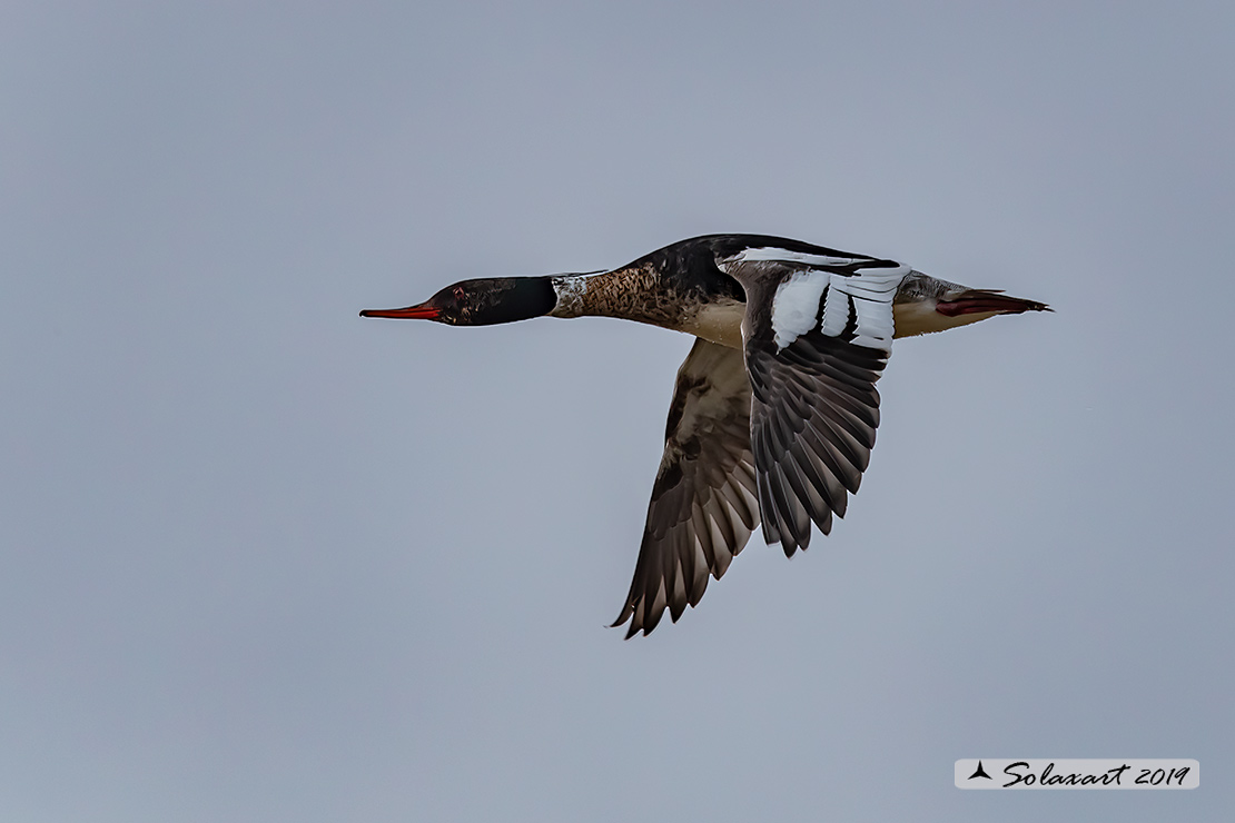 Mergus serrator: Smergo minore; Red-breasted merganser