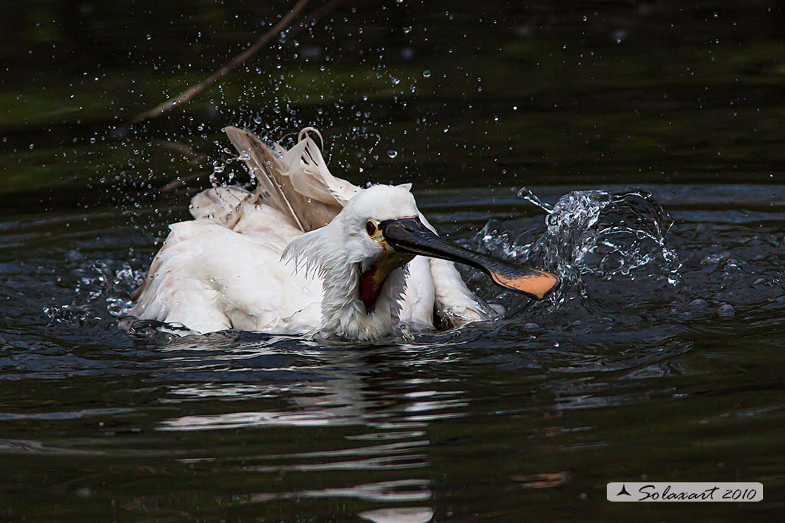 Platalea leucorodia :  Spatola ;  Eurasian Spoonbill