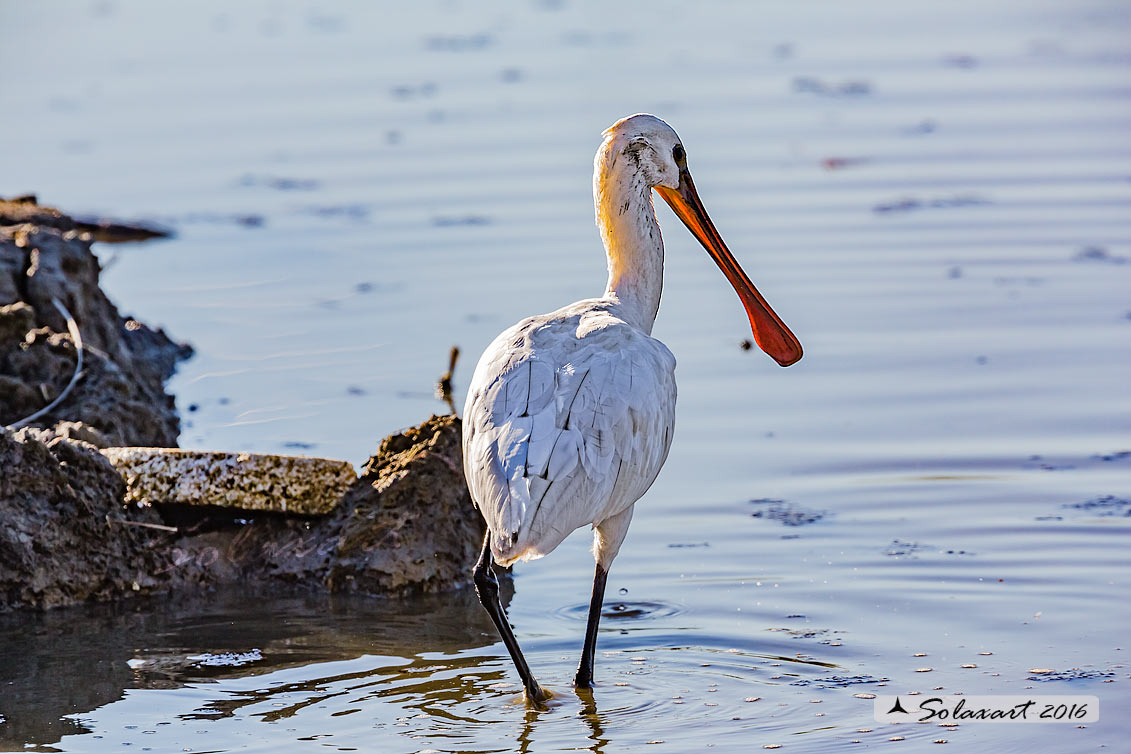 Platalea leucorodia :  Spatola ;  Eurasian Spoonbill