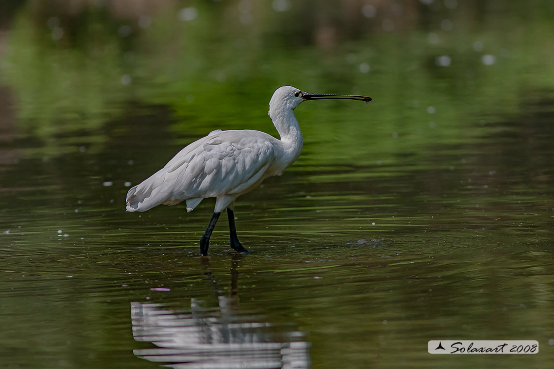 Platalea leucorodia :  Spatola ;  Eurasian Spoonbill