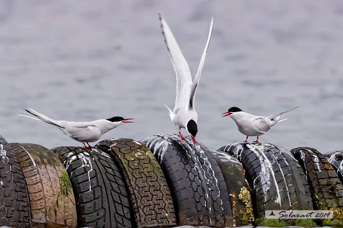 Sterna paradisaea - Sterna artica - Arctic tern