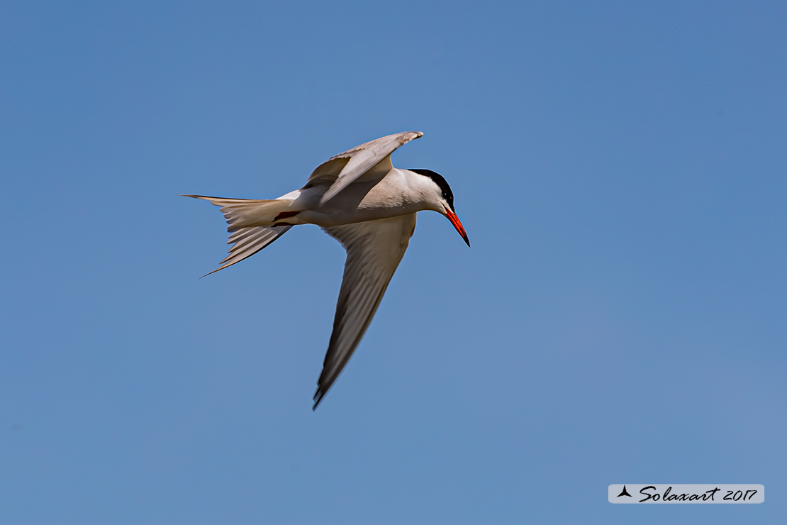 Sterna hirundo: Sterna comune; Common tern