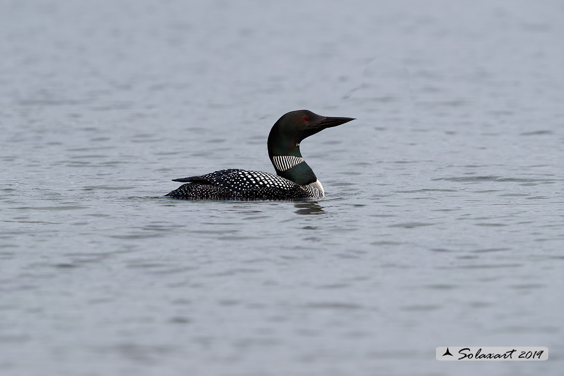 Gavia immer - Strolaga maggiore - Great Northern Diver or diver