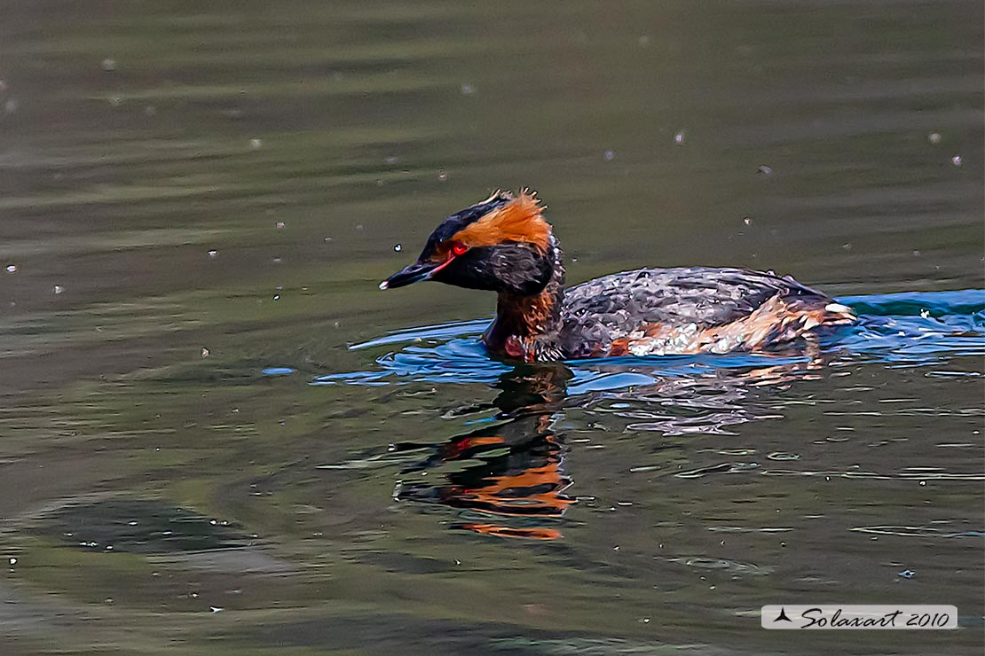 Podiceps auritus, Svasso cornuto, Horned Grebe