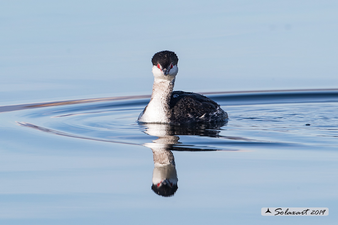 Podiceps auritus, Svasso cornuto, Horned Grebe