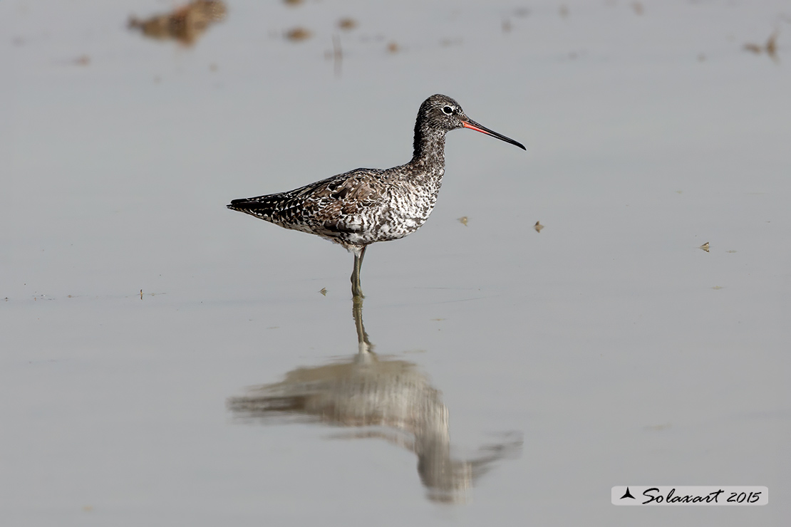 Tringa erythropus: Totano moro; Spotted redshank