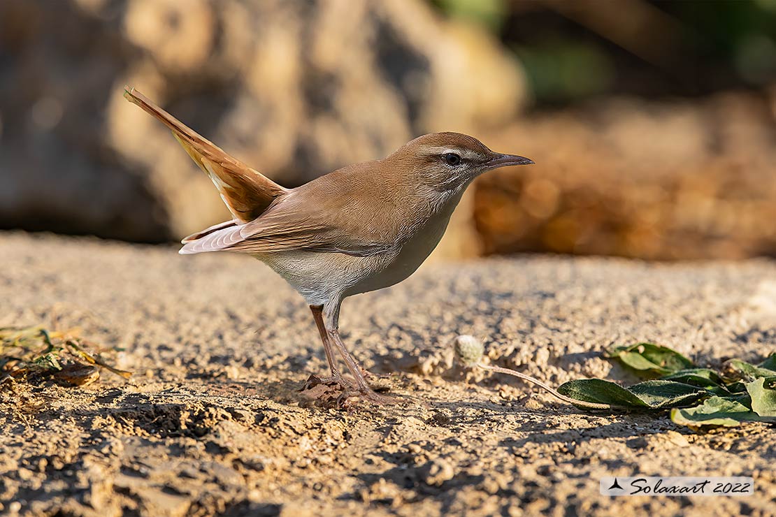 Erithacus rubecula : Usignolo d'Africa ; Rufous-tailed scrub robin