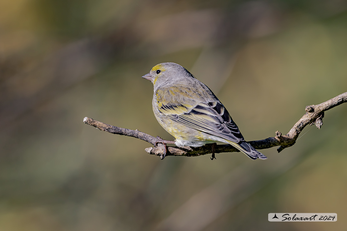 Carduelis citrinella:  Venturone  ; Citril Finch 