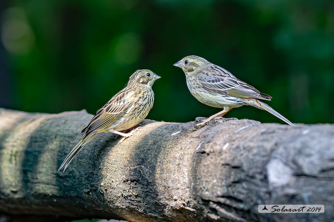 Serinus serinus:  Verzellino (femmina) ; Serin (female)